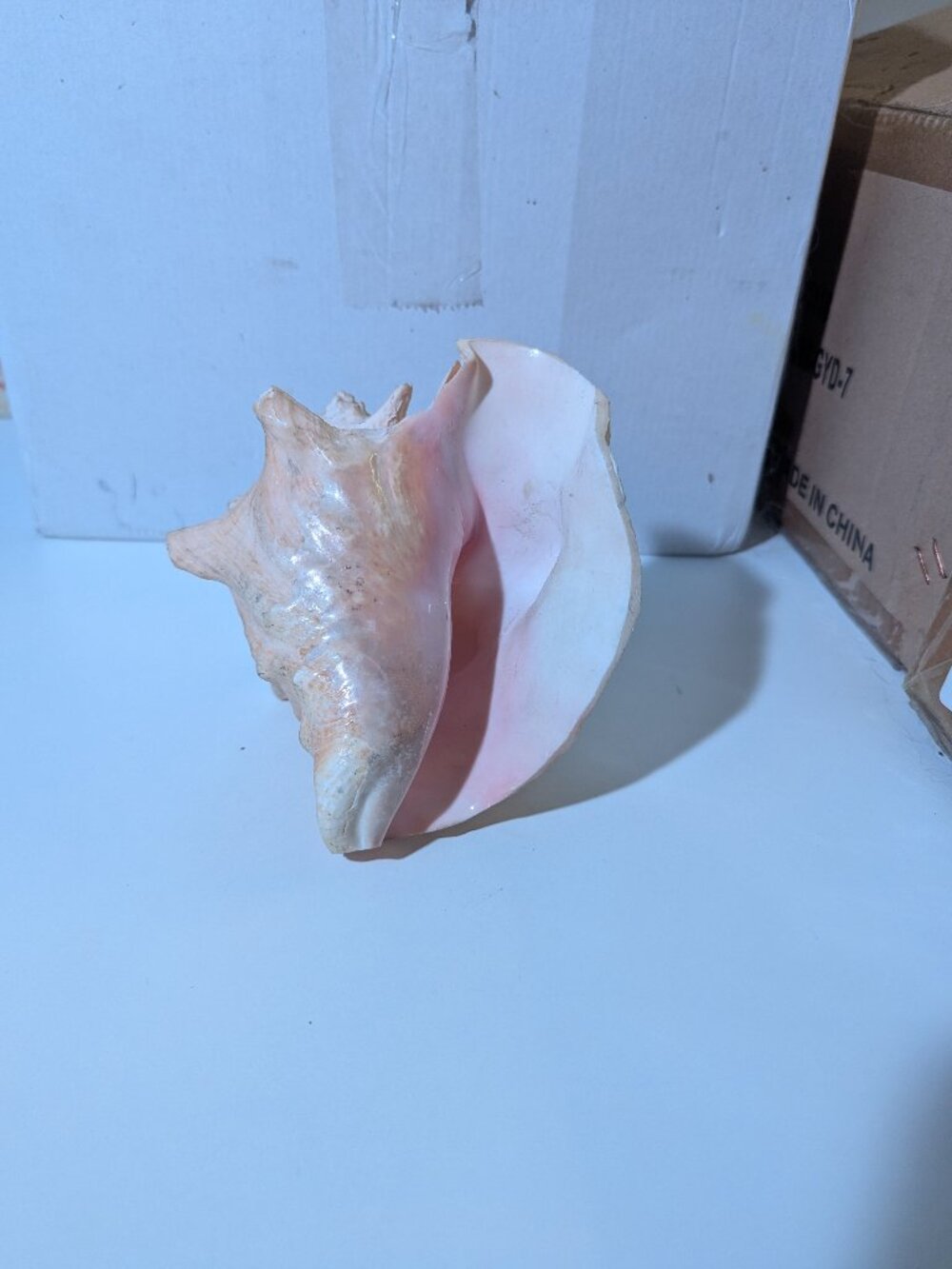 Queen Conch Shell - Picture 4 of 5